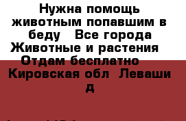 Нужна помощь животным попавшим в беду - Все города Животные и растения » Отдам бесплатно   . Кировская обл.,Леваши д.